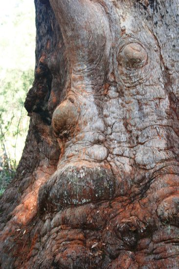 Der Name dieses Baumes ist "Grandma Tingle" - erkennt ihr warum?