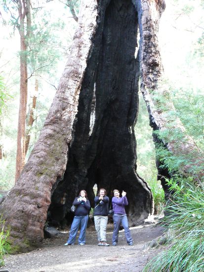 die Bäume hier sine einfach gigantisch groß!