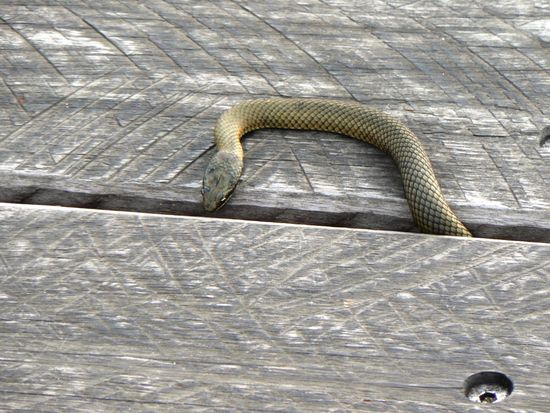 die Schlange ist noch recht groß!