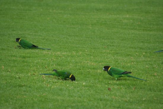 wunderschöne grüße Papageien gab es hier überall auf den Wiesen zu sehen!