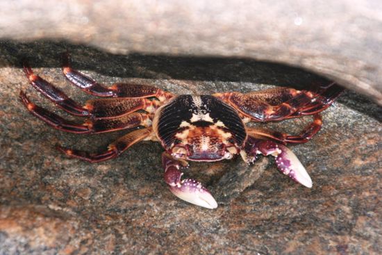 Auch die Krabben versteckten sich unter Steinen