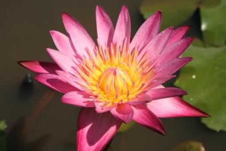 wunderschön diese Seerose