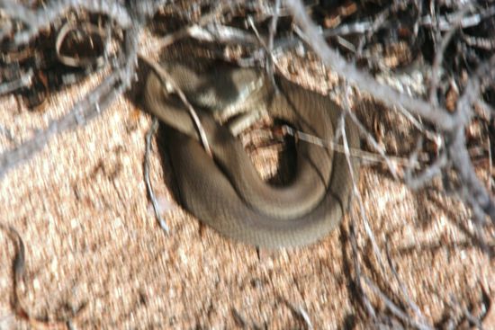 die schlafende Schlange, leider bin ich verwackelt!