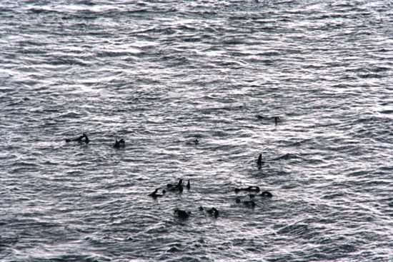 hier sieht man die Seehunde sehr gut im Wasser spielen