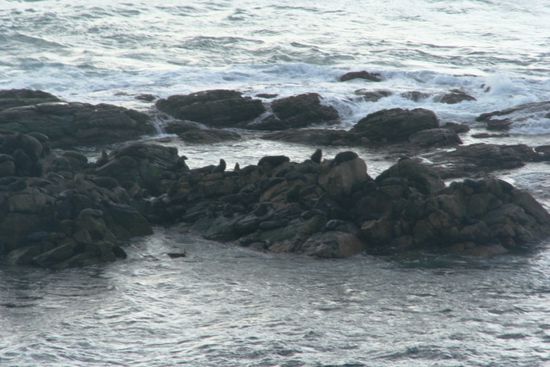 hier sind Seehunde auf den Klippen, leider kann man sie aufgrund der Farbe kaum vom Felsen unterscheiden!