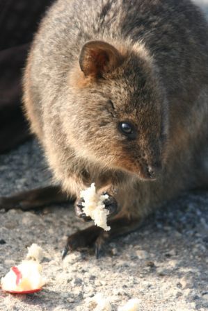 ein Quokka - die sind Aufgrund der vielen Touristen sehr zutraulich geworden und lassen sich sogar streicheln.