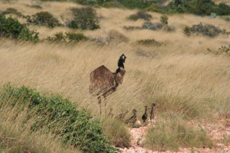 Ein Emu mit vielen Jungen