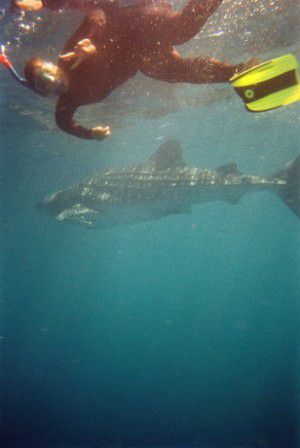 dieser Whale Shark ist 5 Meter lang, zum Glück schwimmt er recht langsam, sodass wir gut mithalten können! Trotzdem ist man nach jedem Tauchgang total außer Atem!