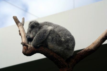 und im Wildlife Center - so süß die Koalas!