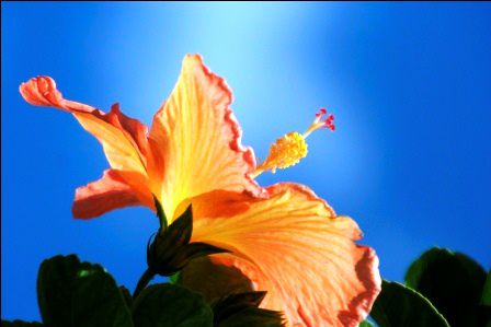 hier noch ein paar schöne Hawaii Blumen für euch