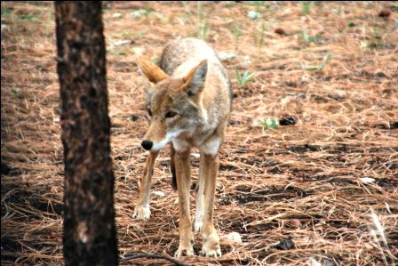 ein einsamer Wolf am Straßenrand