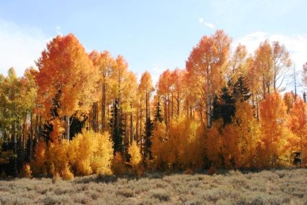 wunderschöne, farbige Bäume auf dem Weg nach Cedar City