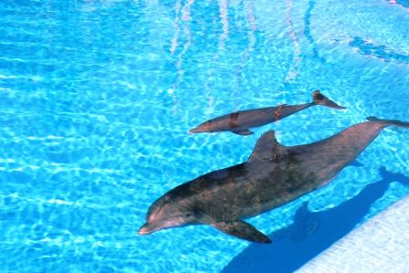 Babydelfin! Einfach schööööön