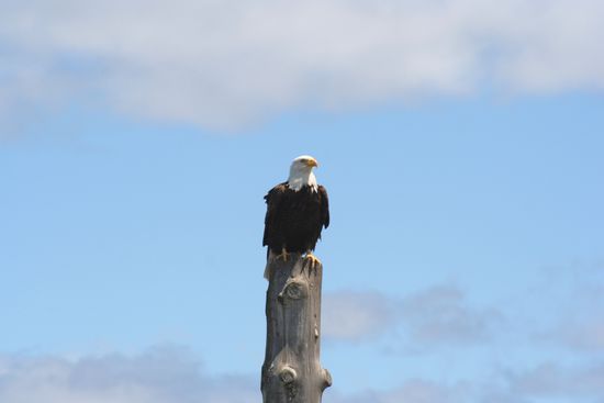 Auch einen Weißkopfseeadler haben wir entdeckt