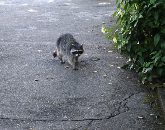 Diese süßen Waschbären trieben sich beim Prospectpoint herum.