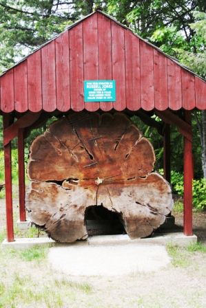 ein riesiger Baum war hier auf dem Gelände zu finden