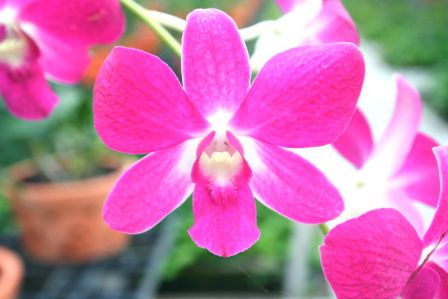 auch gibt es hier ein Orchideen Haus mit wunderschönen Pflanzen!