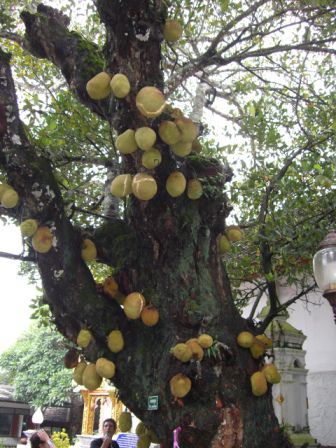 ein Jackfruit Baum