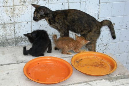 hier gibt es tausende streundender Katzen