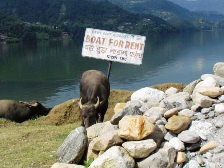 Keine Boote, dafür Kühe!