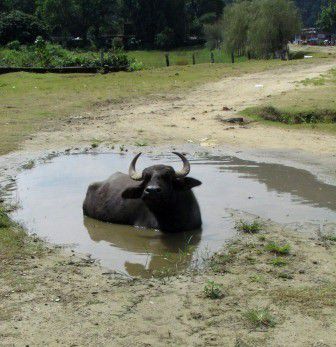 die hier fühlt sich sichtlich wohl in ihrem Wasserloch