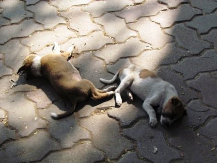 es gibt jede Menge Baby Hunde hier! Elke du würdest glaub ich alle adoptieren wenn du könntest! Die sind soooo süß!