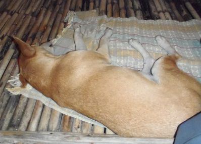 unser Hund Ella