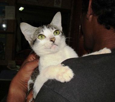 und die Hauskatze von Barefoot