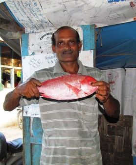 Heute gibt's Red Snapper bei Swapan