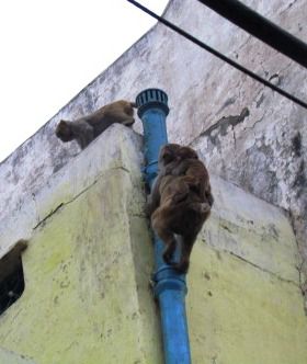 Hier in Delhi gibt es jeder Menge Affen