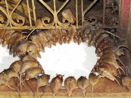 hier die Ratten beim trinken - und vor lauter Ratten haben wir ganz vergessen das Gebäude selbst zu fotografieren.