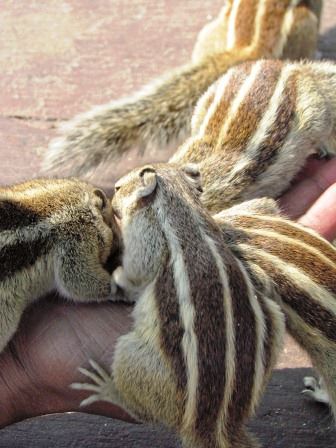 die Streifenhörnchen fraßen einem aus der Hand