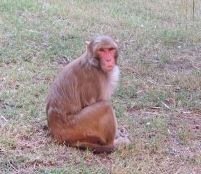 und natürlich gibt es auch hier wieder Affen - wie fast überall in Indien!