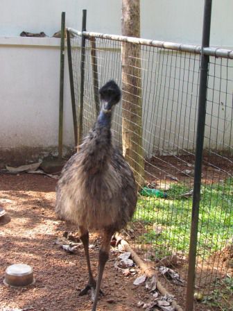 sogar ein Emu hat das Hotel