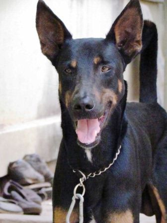 der Familienhund Bhairavan