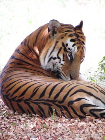 wenn schon nicht in der freien Natur, dann wenigstens im Zoo