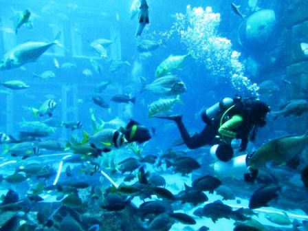 Taucher im Aquarium, zum Reinigen