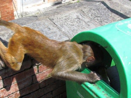Hier stiehlt er sogar die Abfälle aus dem Mülleimer.
Übrigens, dieser Mülleimer ist eine SELTENHEIT hier in Kathmandu, oder generell in ganz Nepal. Normalerweise wirft man einfach alles auf den Boden!