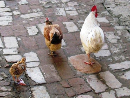 eine Hühnerfamilie mitten auf der Straße