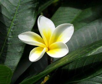 sogar Hawaii Blumen gibt es hier.