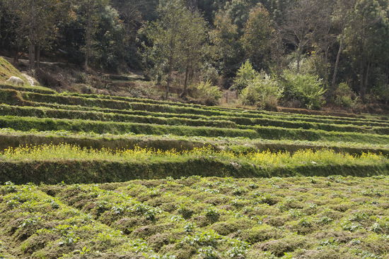 hier sieht man die Terrassen bis hoch zum Waldrand gehört dann alles dem Waisenhaus