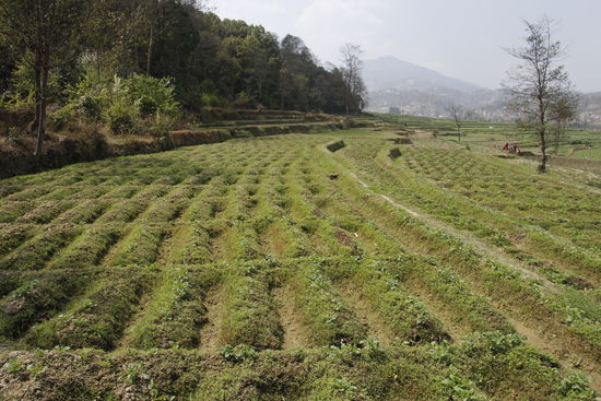 All das Gelände gehört dem Waisenhaus. Kurz hinter dem Baum rechts im Bild ist die Grenze, bis hoch zum Waldrand. Also genug Platz für alles. Aber natürlich noch viel Arbeit bis alles steht.