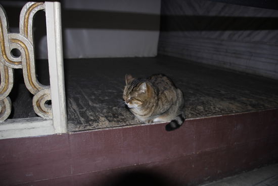 sogar eine Katze haben wir im Inneren gesehen.