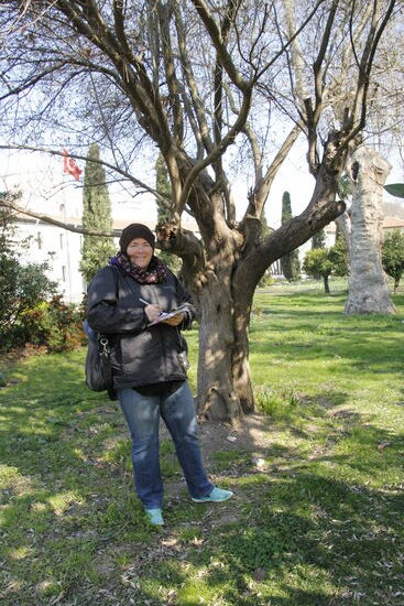 In einem Oliven Baum des Gülhane-Parks