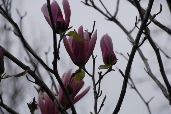 Frühlingsboten sind auch schon zu finden!
