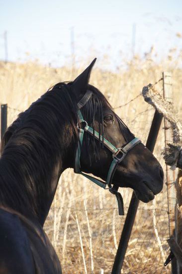 Die Pferde der Finca von Nicole und Susan