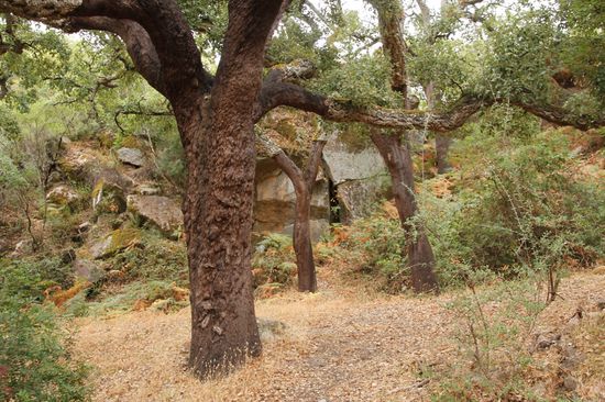 und natürlich jede Menge Korckeichen