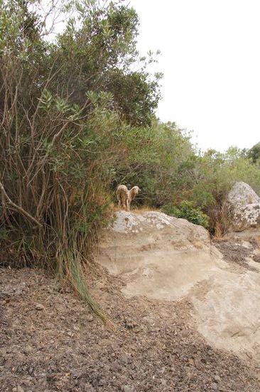 auch ein paar Schafe begegnen mir