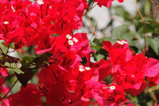 überall blühen Blumen und Sträucher