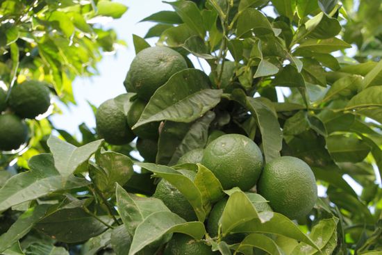 und jeder Menge Limettenbäume sind ebenfalls zu finden